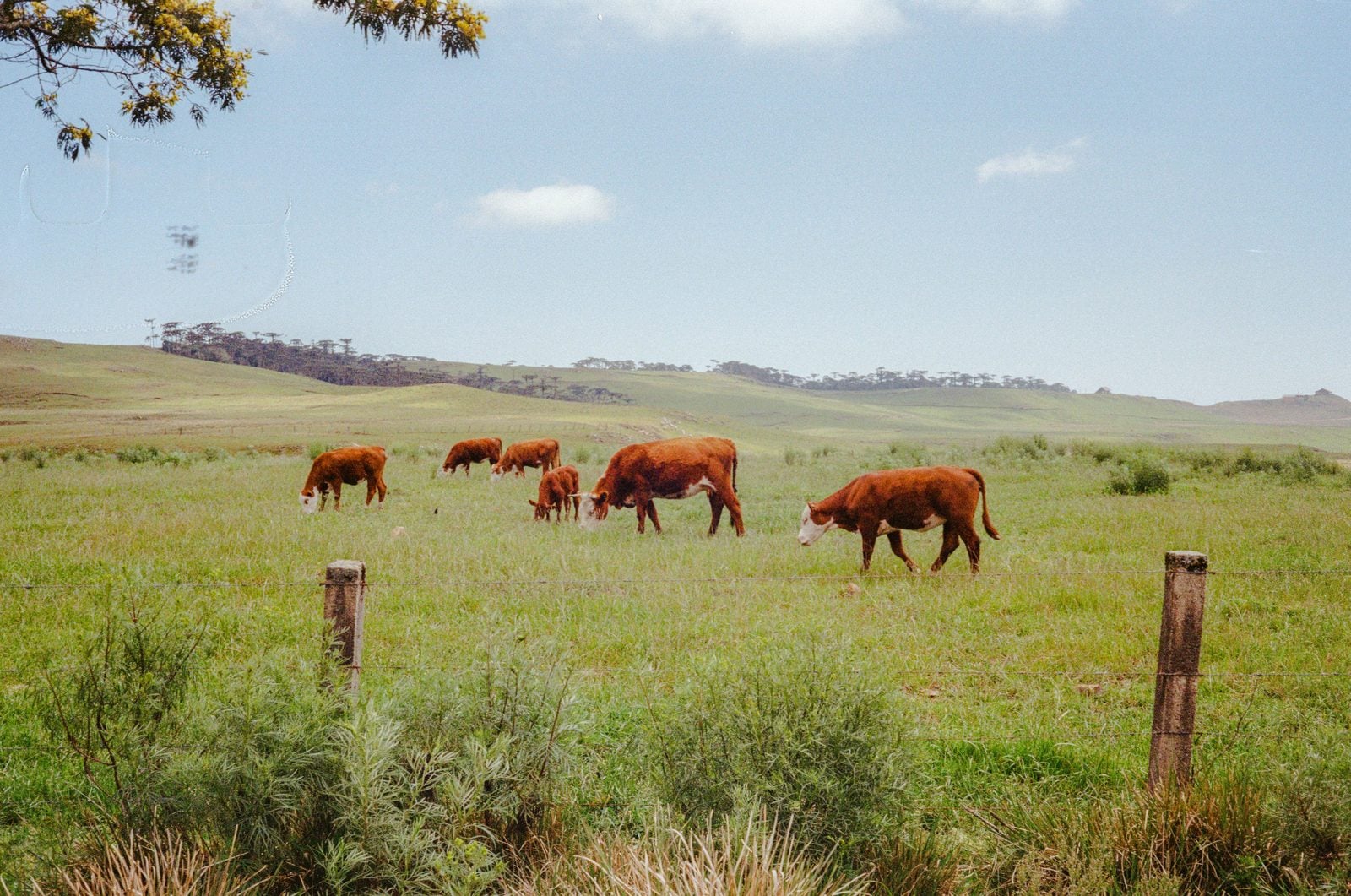 Farm Tax Planning: Farming to the Season Is Normal, Taxing to It Is a Choice